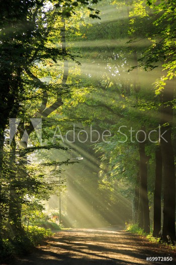 Bild på Sun rays shining through the trees in a forrest